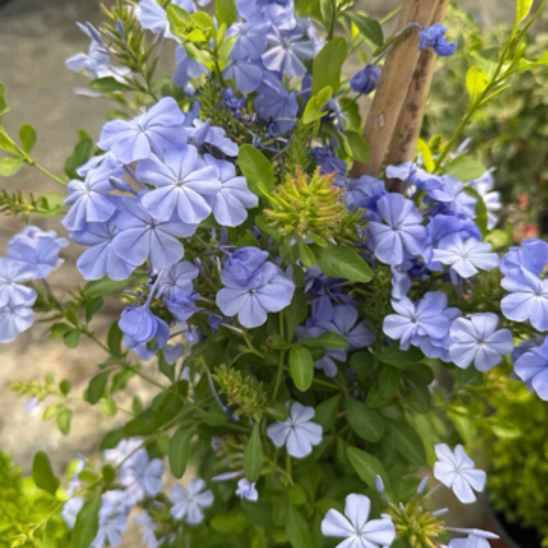 蓝雪花盆栽蓝雪花老桩苗耐热耐晒庭院阳台吊挂式蓝雪花花卉花期长