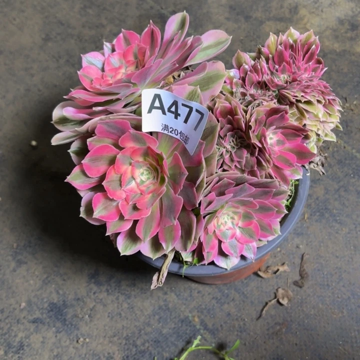 瑞妈，。。。。。。477女巫缀