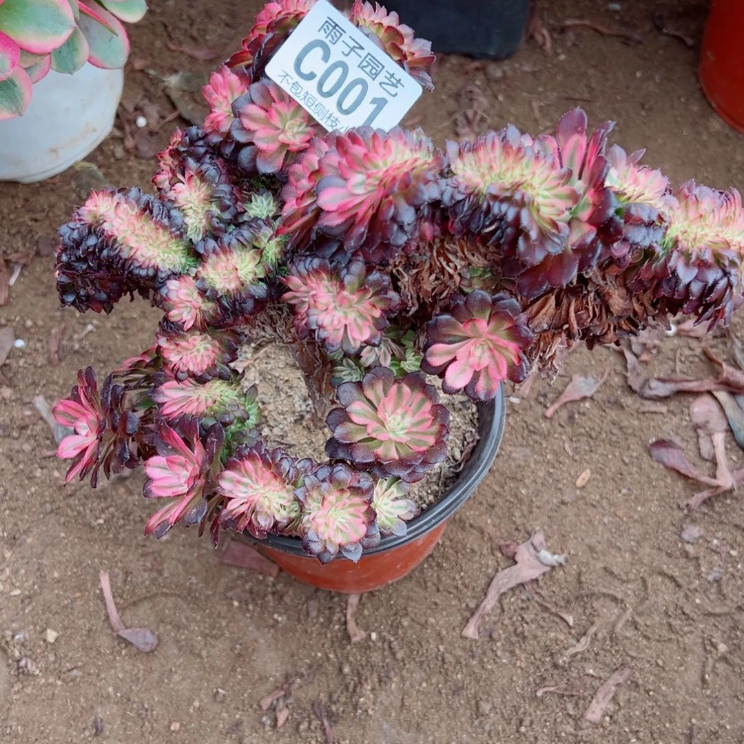 001红颜缀化雨子多肉植物
