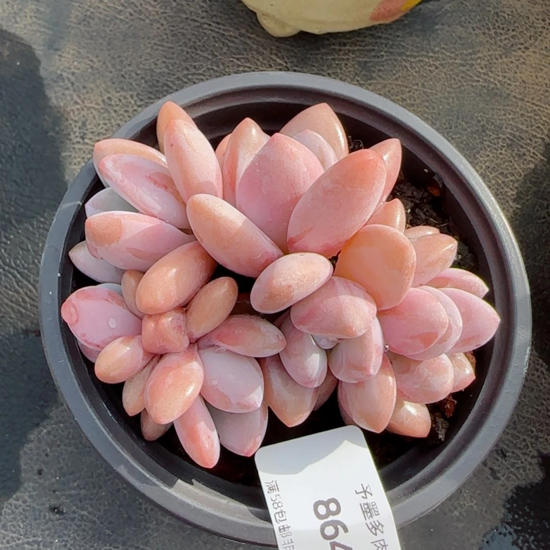 粉兔群，8648多肉植物
