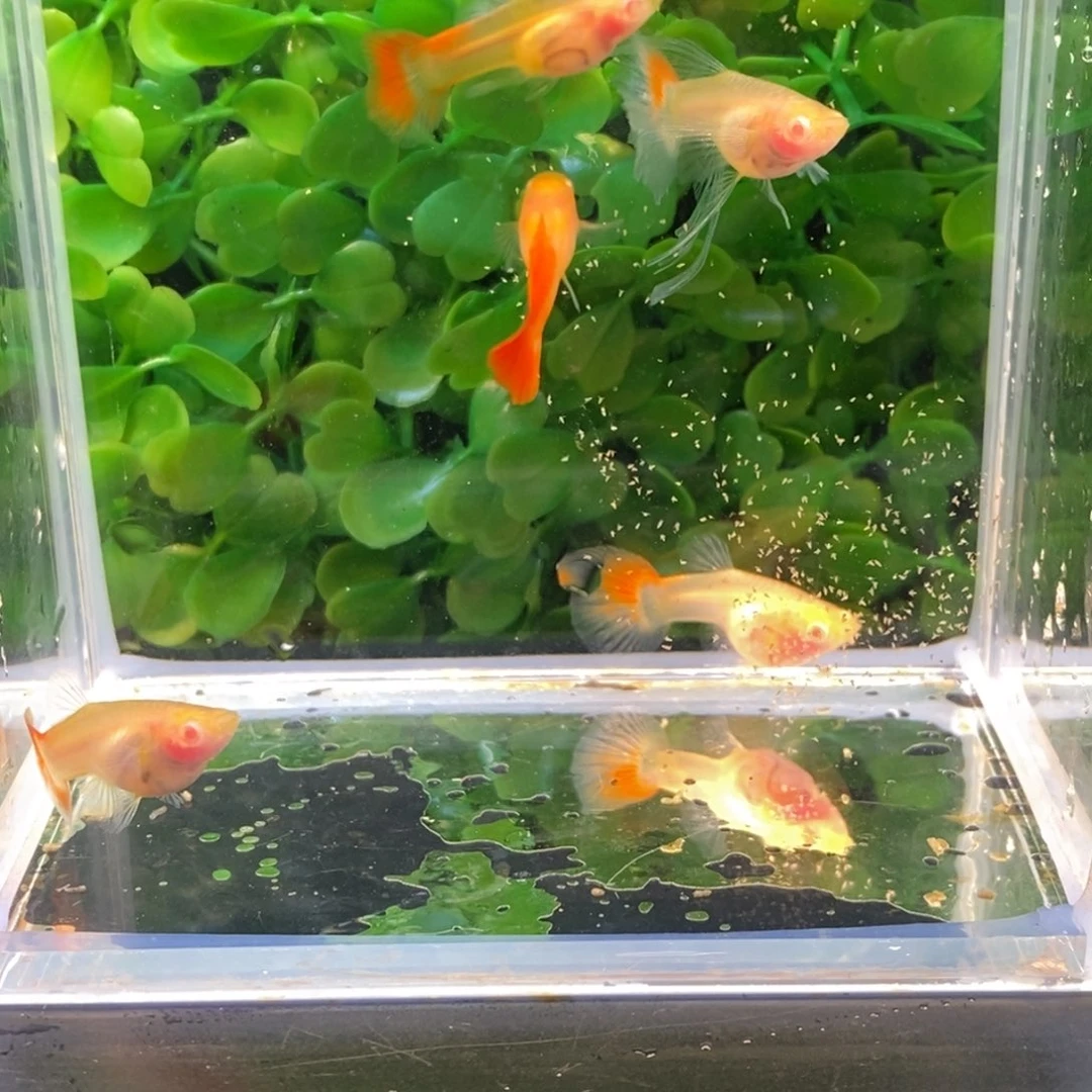 孔雀鱼红宝石一对c加三普通体