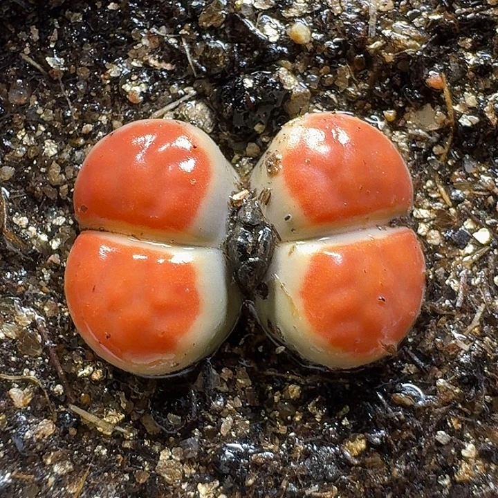 1111生石花。  火烈鸟。   315