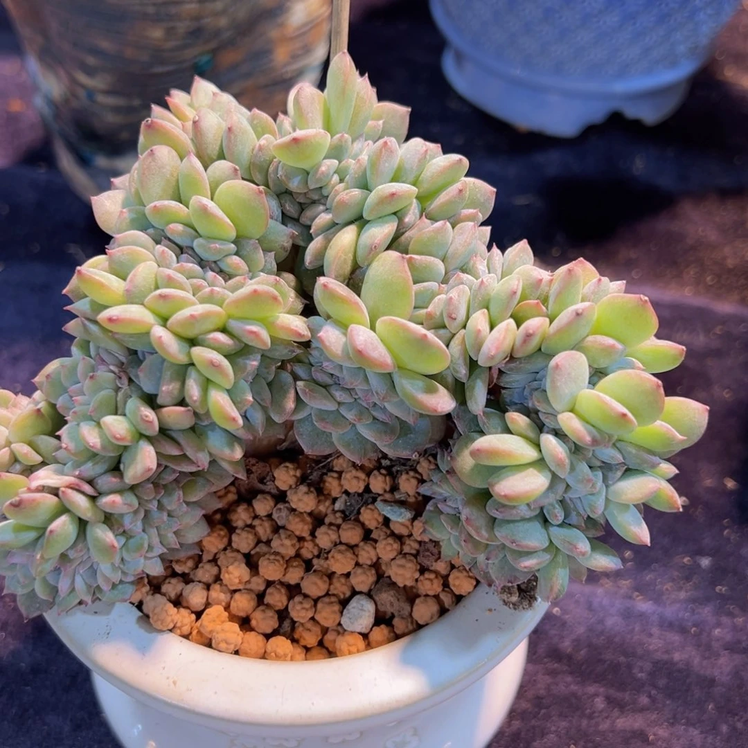 途**语新年快乐啊宝宝们88888888