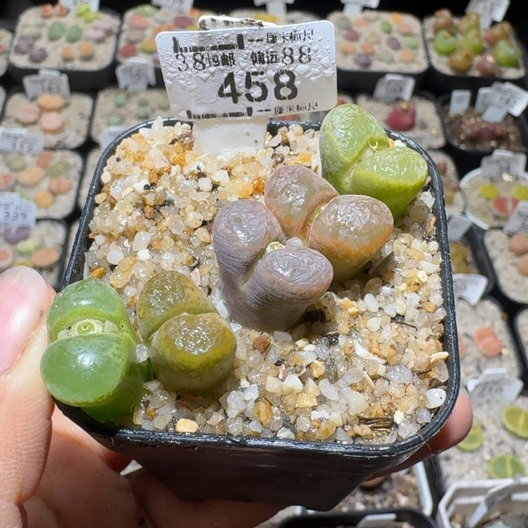 Sss清仓便宜出458