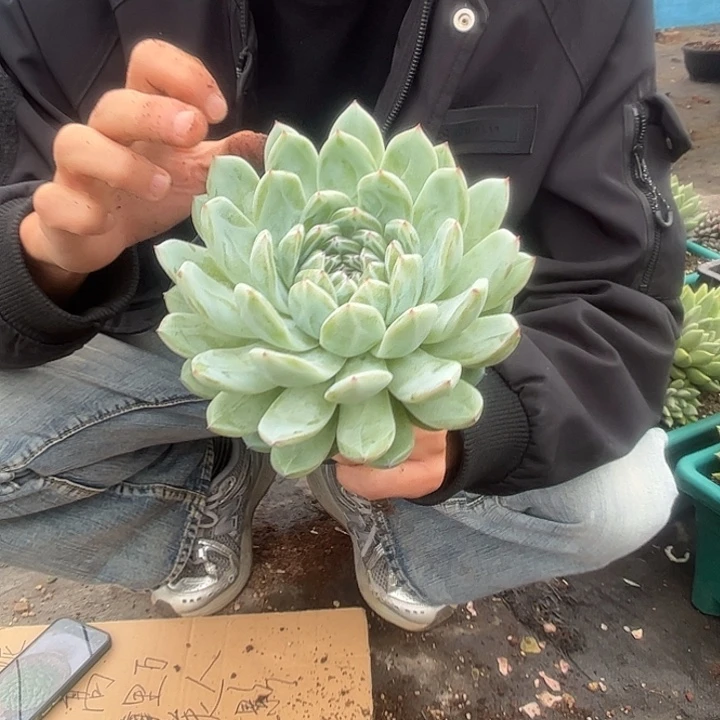 雪花珍妮000000000000