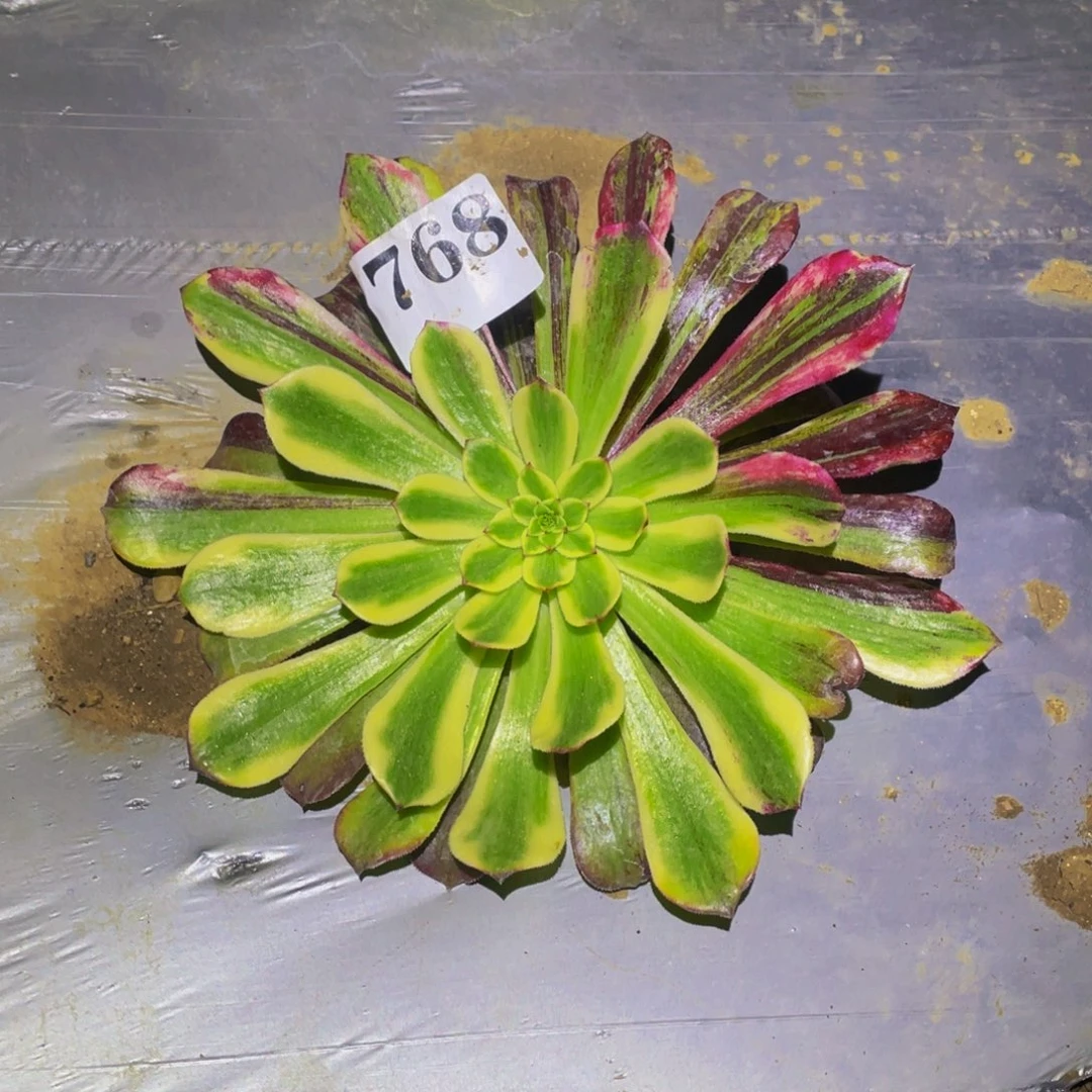 舞天姬拉丝多肉植物768