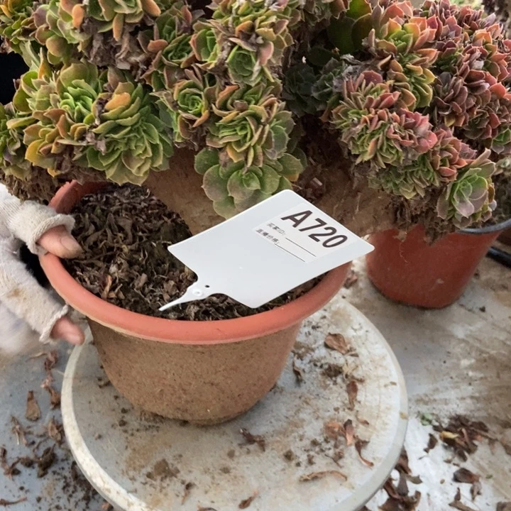 喜***洋720玫瑰玫瑰玫瑰玫瑰玫瑰