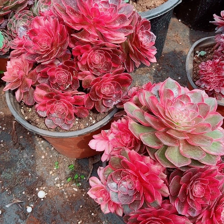 黑魔锦多肉 植物大战