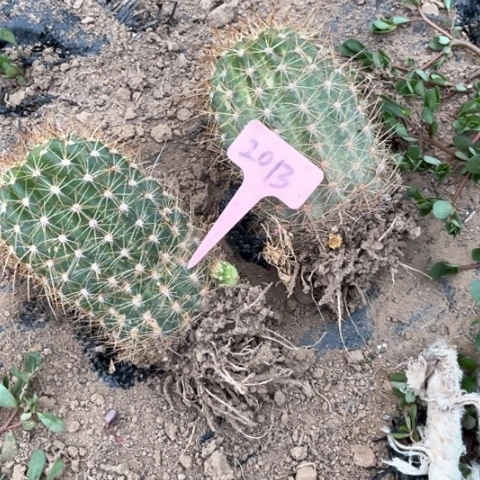 清清707有斑随机一个2013