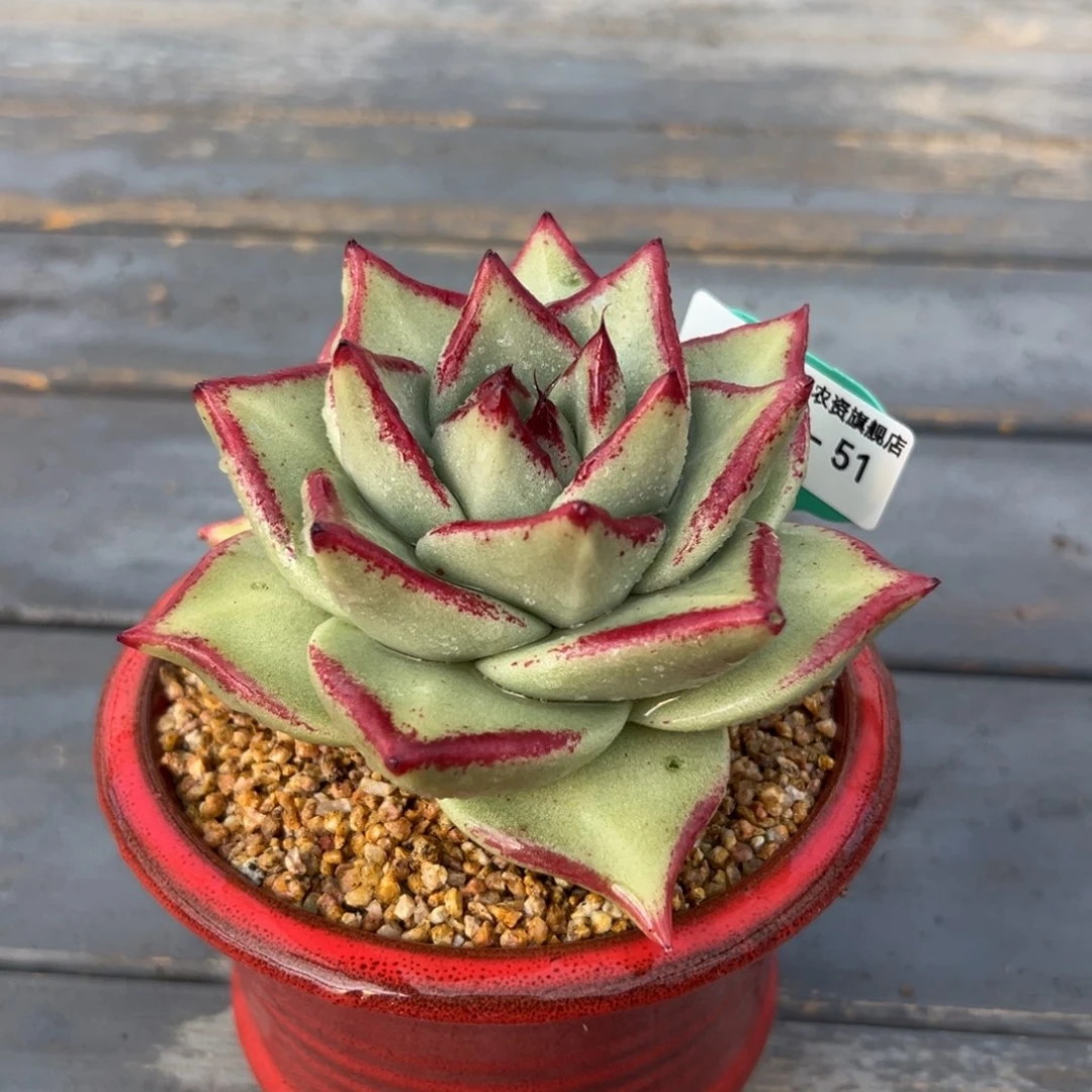 多肉一物一拍0216-51