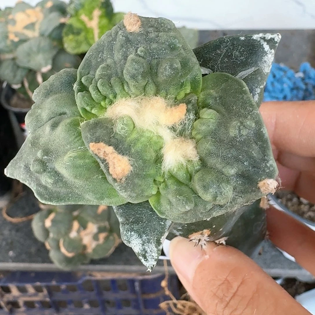 【闪购商品】无花朵韩**风栗源怒510