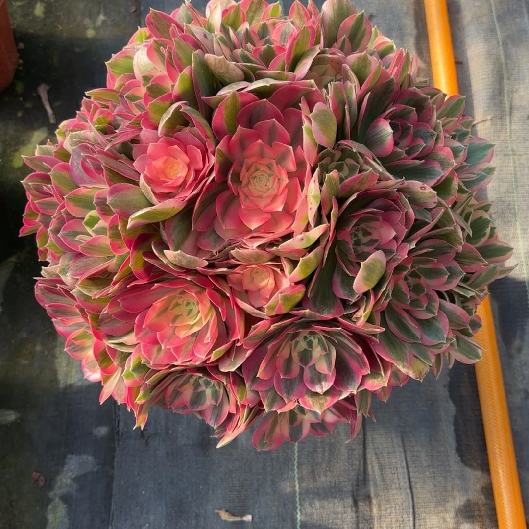 呗*熊花好月又圆202514