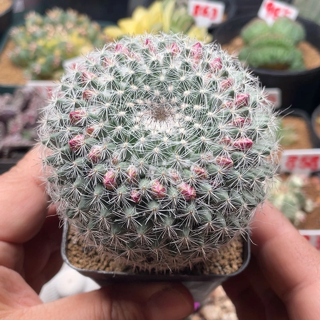 实生紫花银河玉翁仙人球