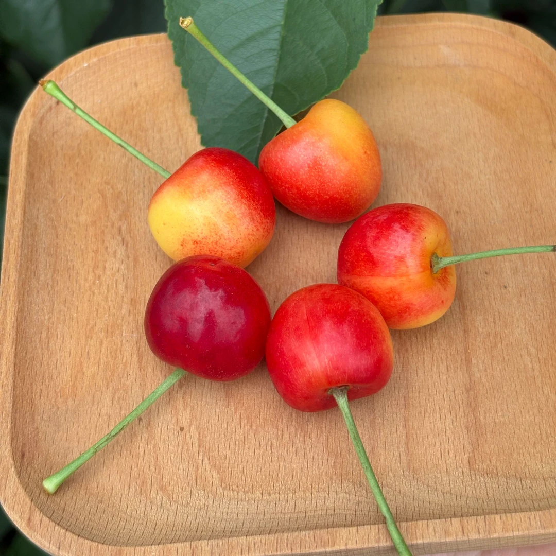 大连脆甜黄樱桃红手球晚熟硬脆红绣球现货3斤礼盒装应季大樱桃