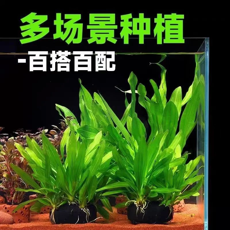 迷你九冠鱼缸新手养鱼专用造景鱼缸造景皇冠水草真草阴性后景