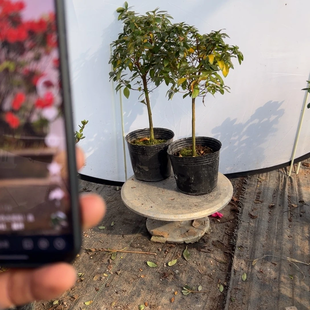 ****寞完全开放火烈鸟杜鹃