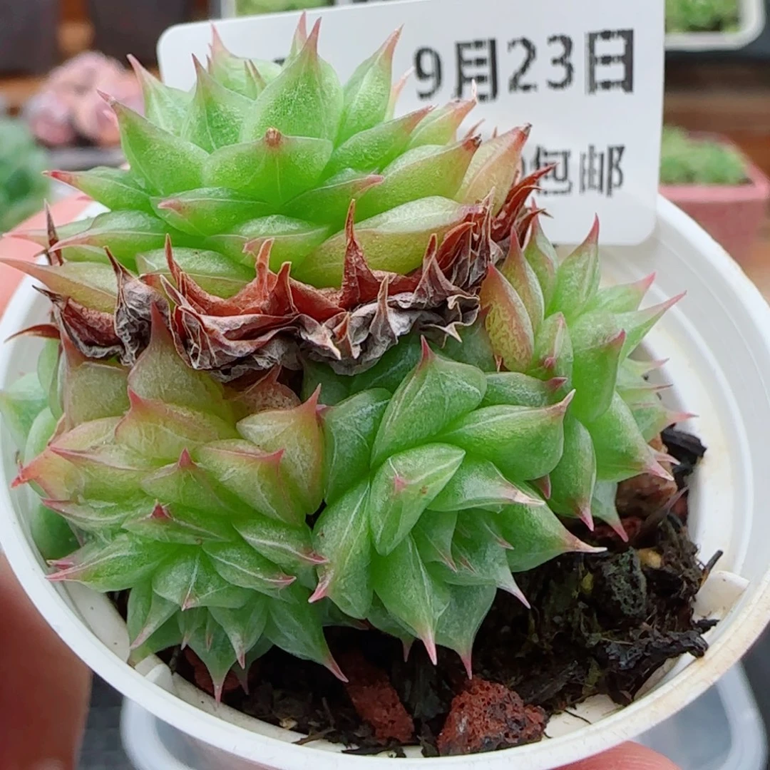 花语逸镜0923-59海王