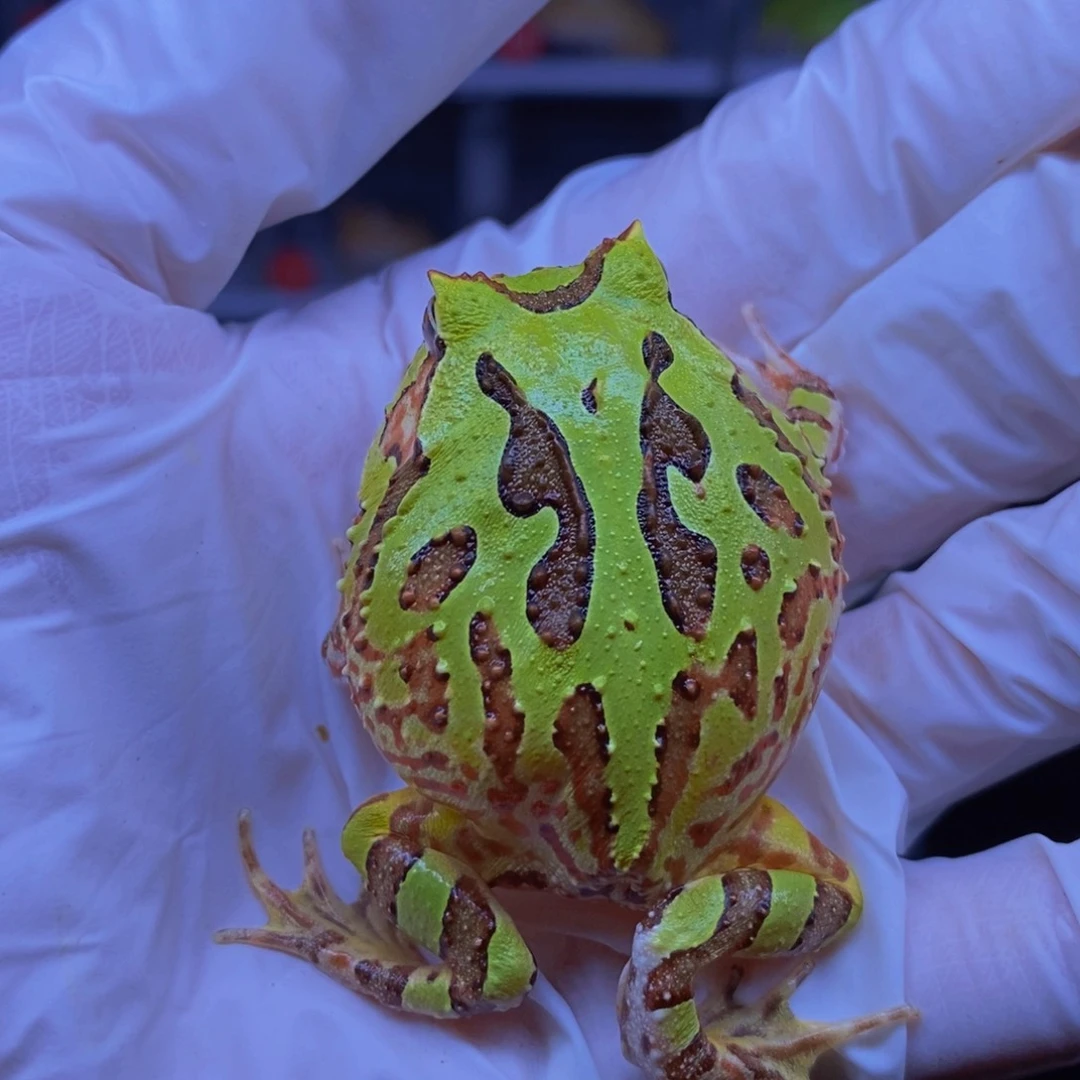 角蛙精品绿蝴蝶两连纹蛙蛙