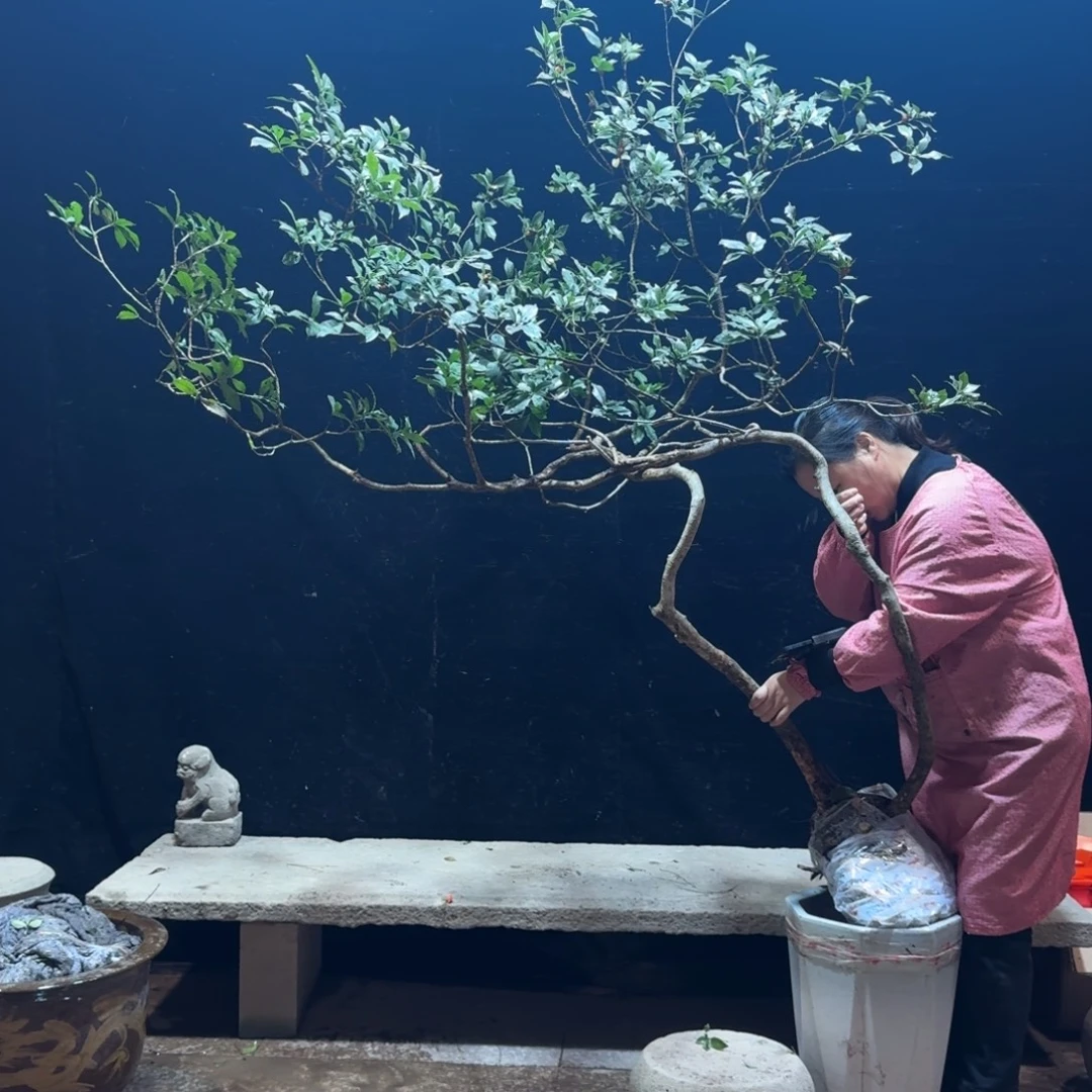 悠***得完全开放栀子花造型树生桩一物一拍