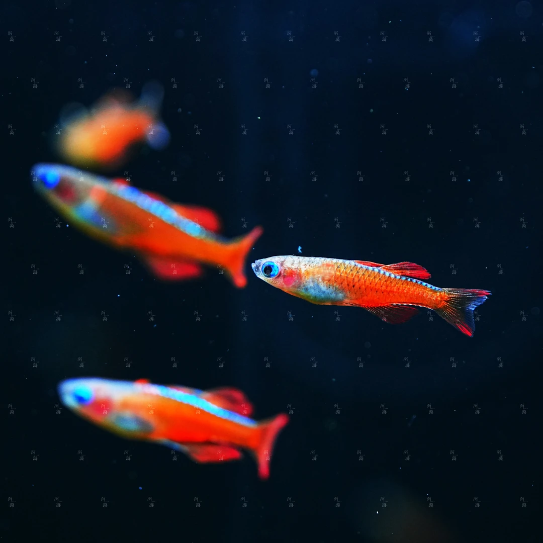 【洄游】橘色燕子 灯鱼东南亚热带观赏鱼/定水检疫/满100包邮