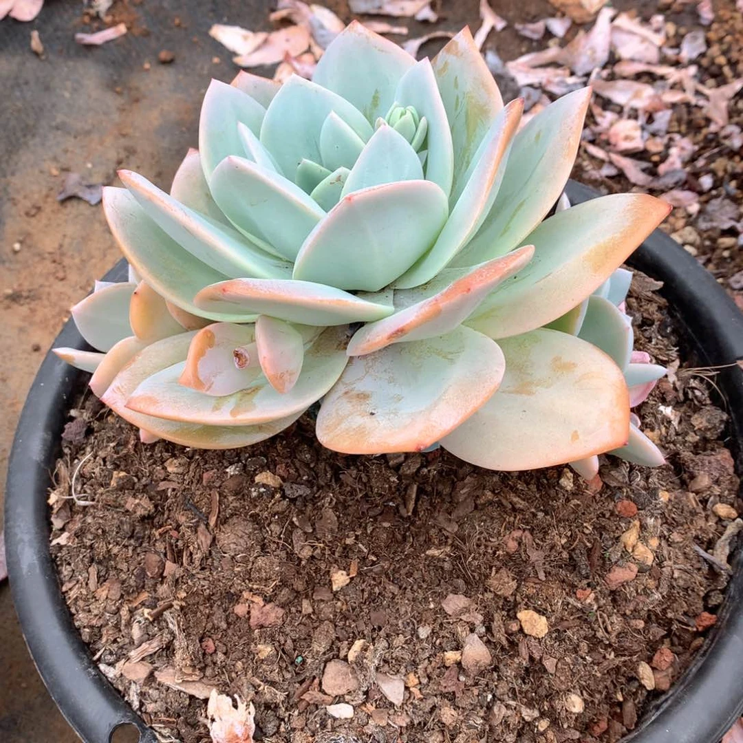 奶茶1593晓晓一物一拍