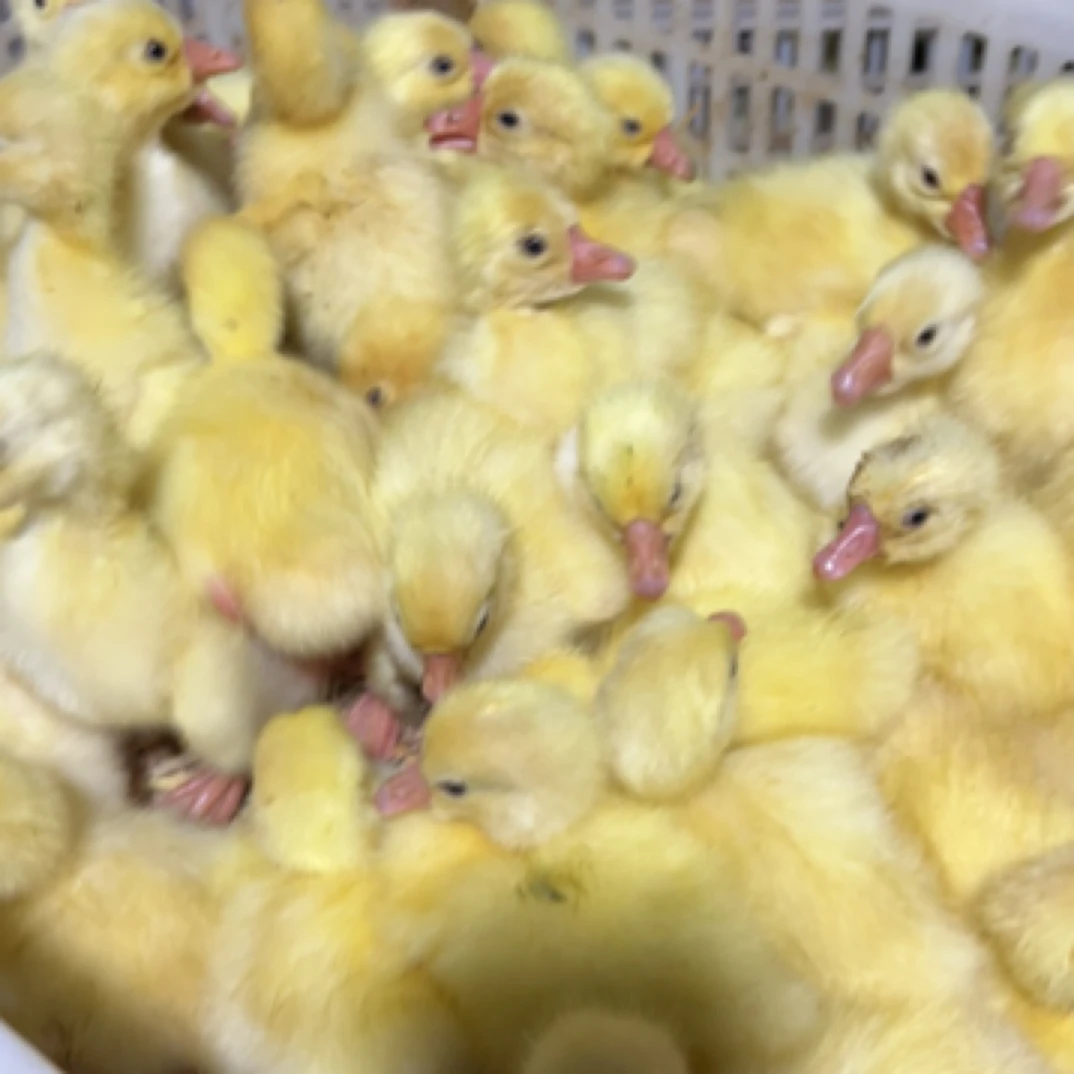 宠物鹅四季大白鹅顺丰包邮15只