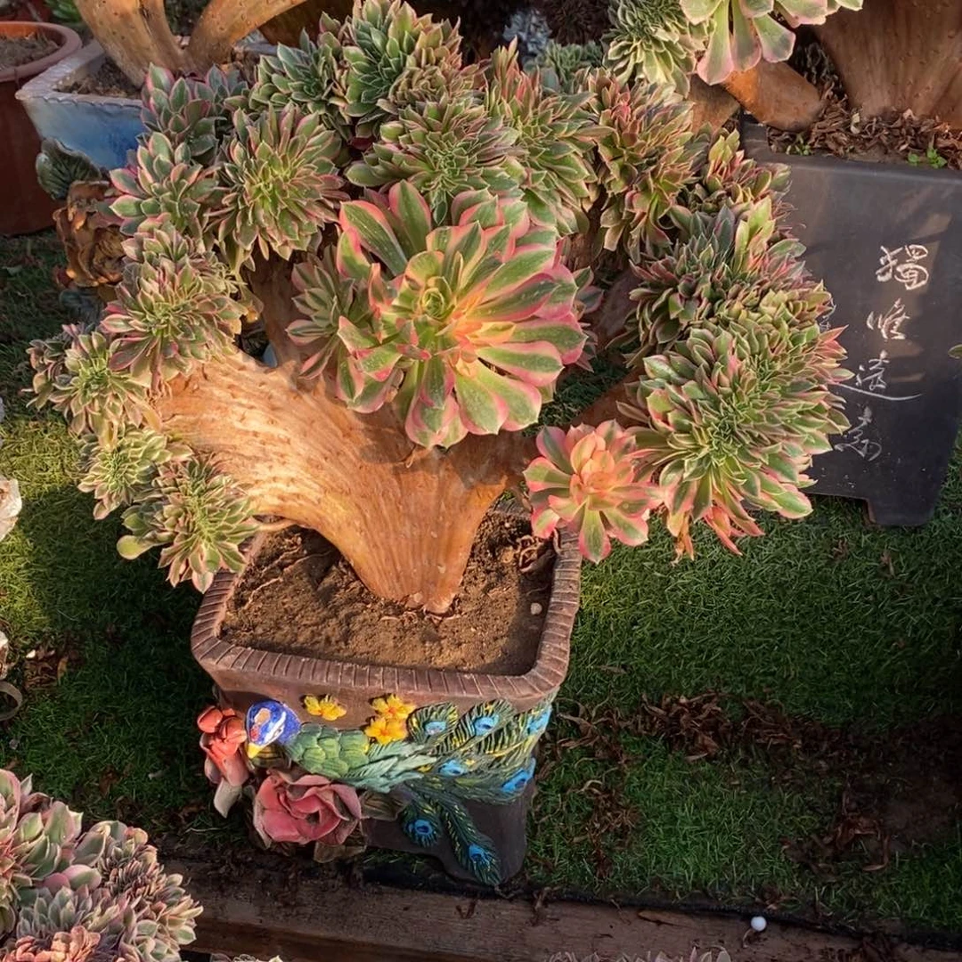 女神缀化1颗多肉1579号