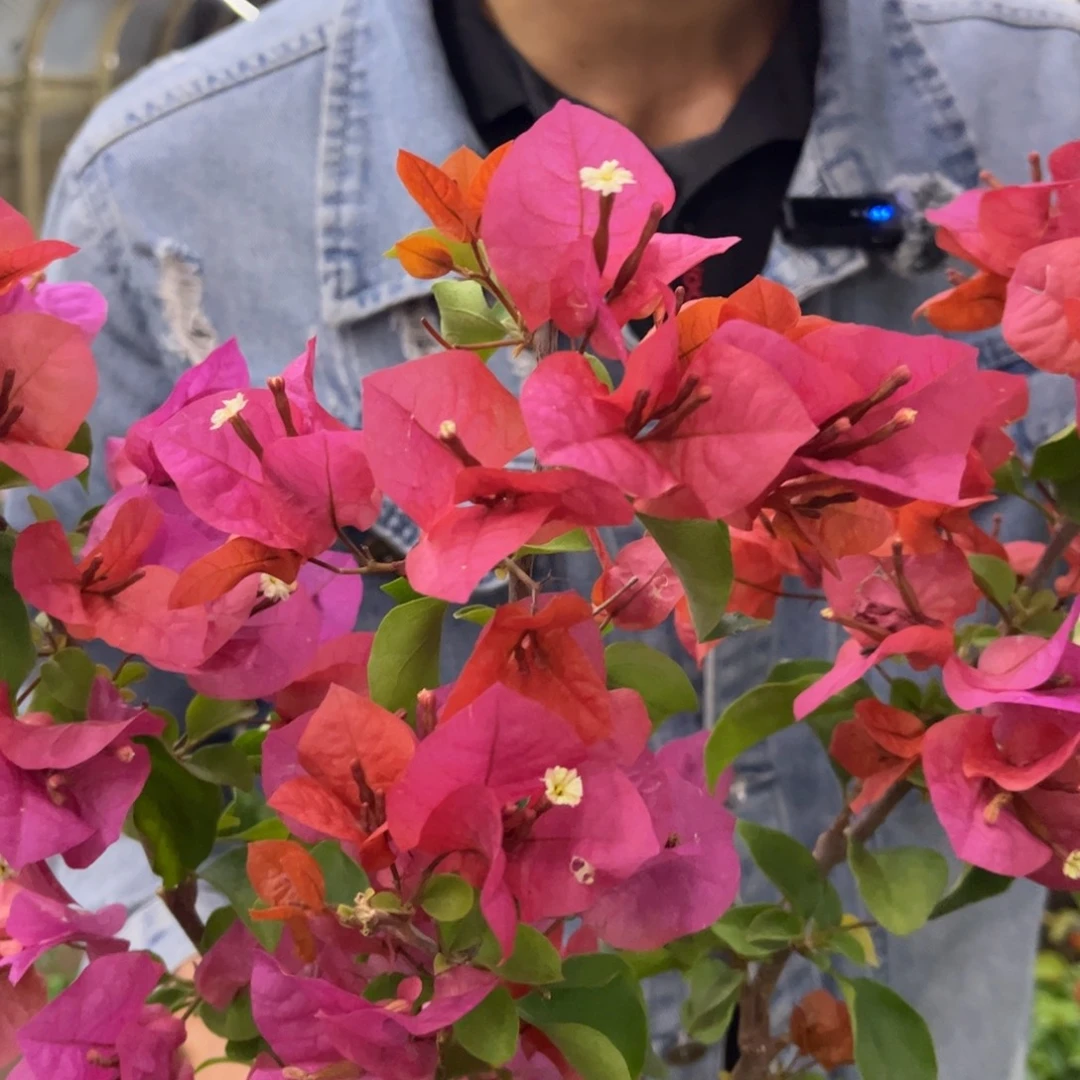 完全开放（米奇）三角梅回会落花落叶会光杆苗有大有小