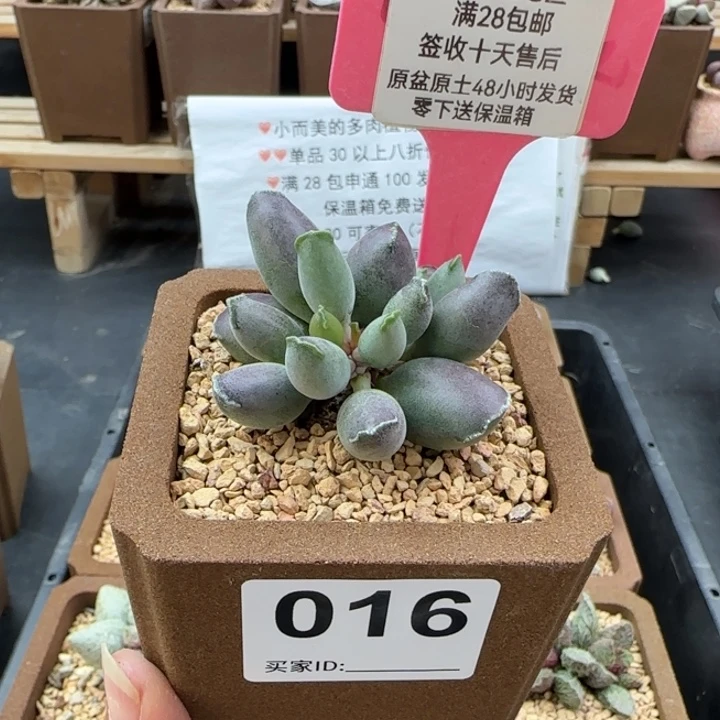 016艺妓海豹多肉植物