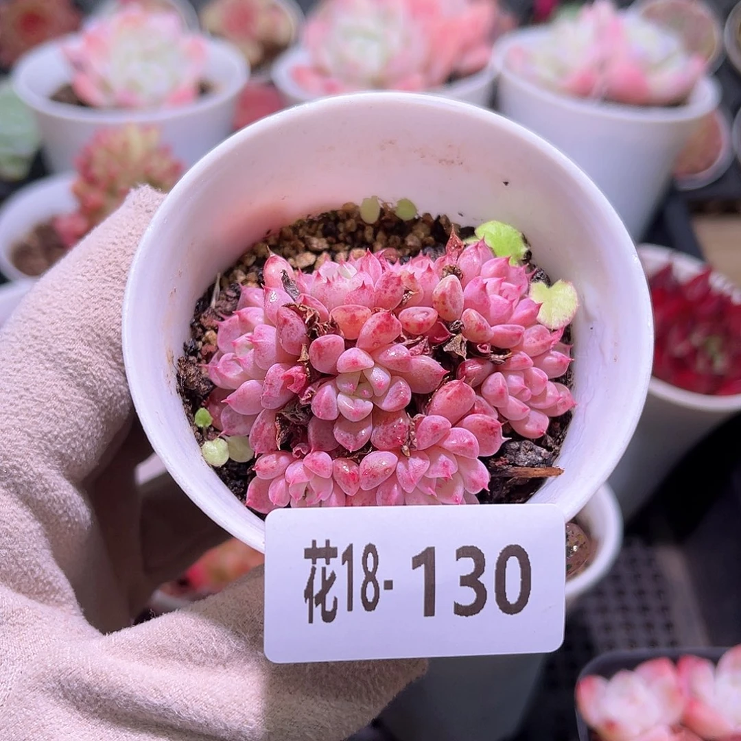 花利美18-130阿曼尼