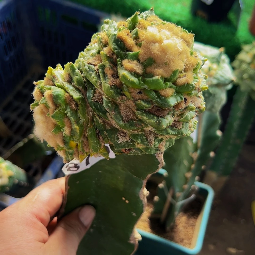 无花朵福利翘尤龟甲牡丹锦879