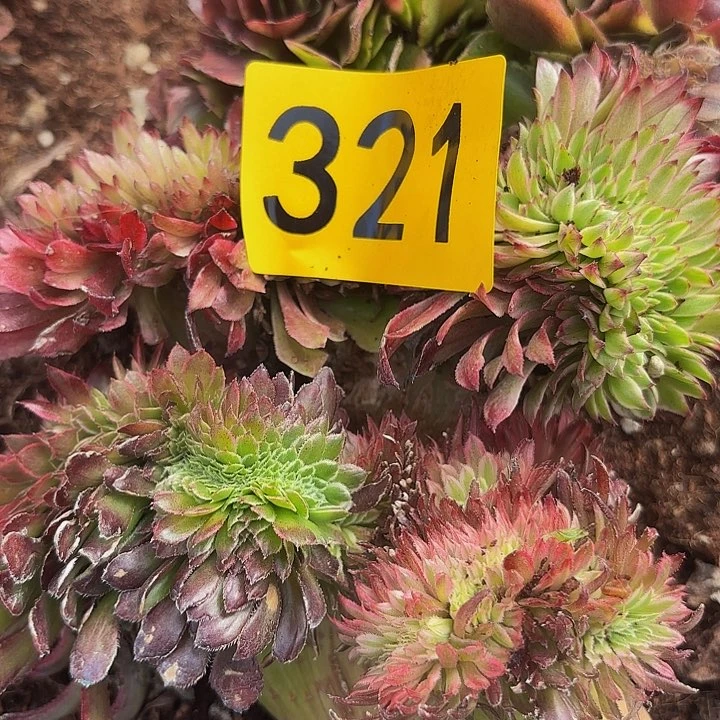 多肉植物福利321