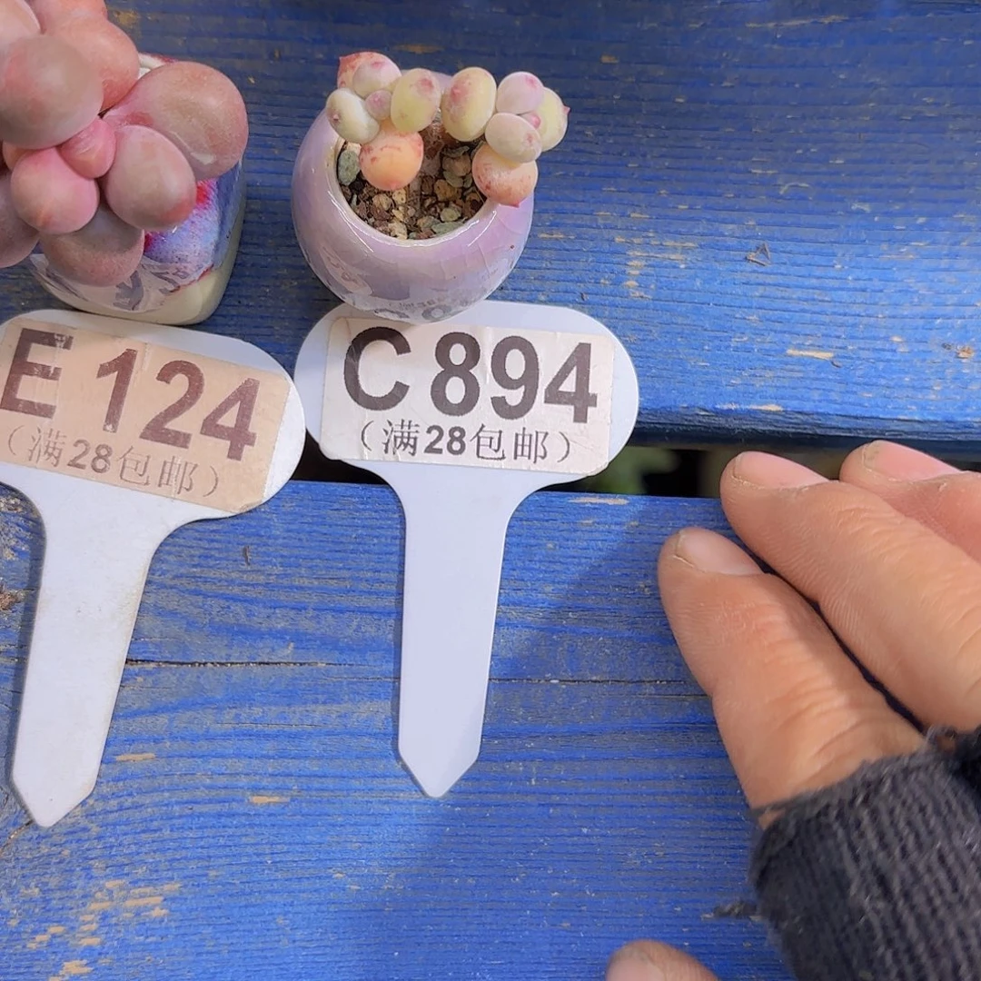 C894萤火虫一物语拍