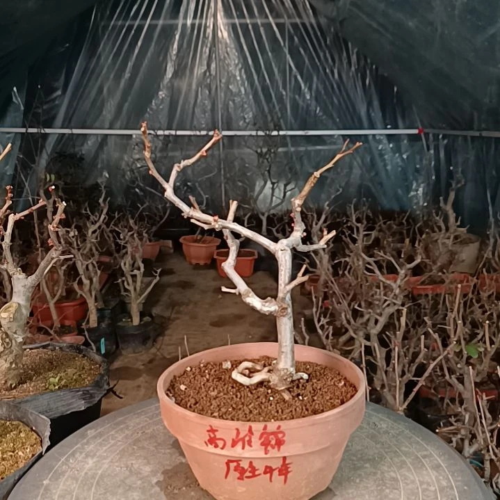 当前无花朵，栽培后可花朵