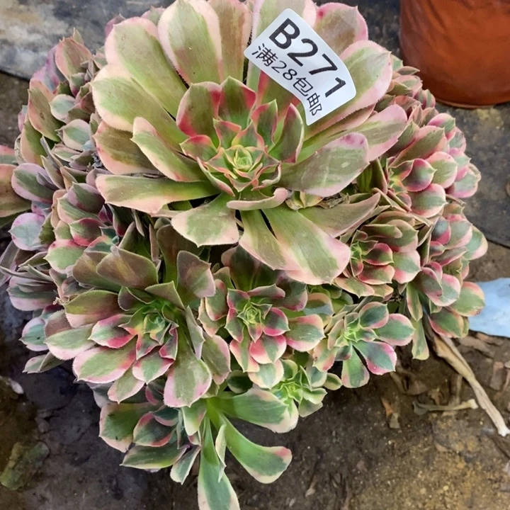 妖月多肉断头不包271