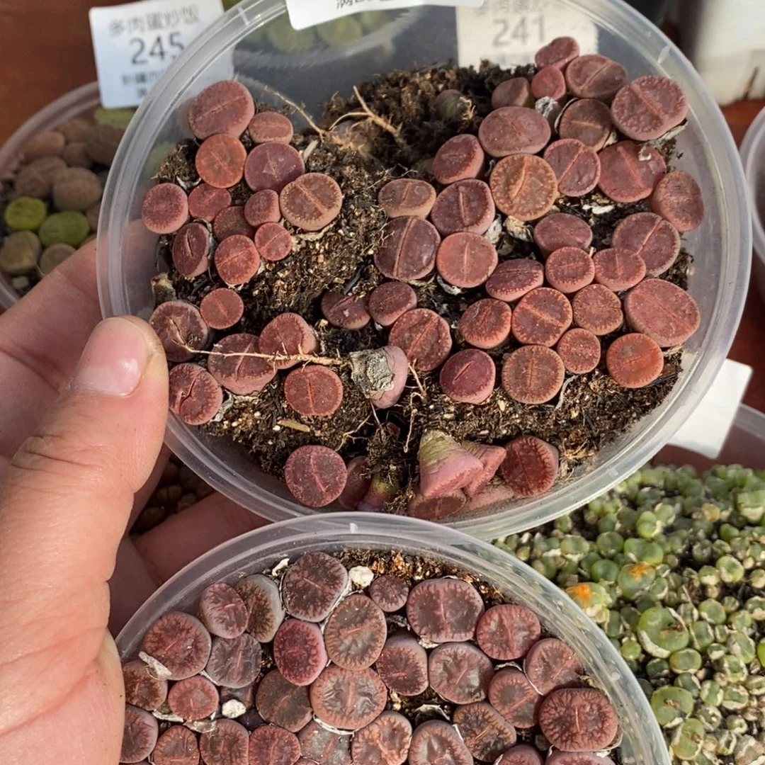 感谢您的支持，00239