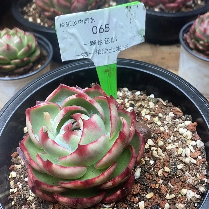 惊鸿仙子一物一拍065