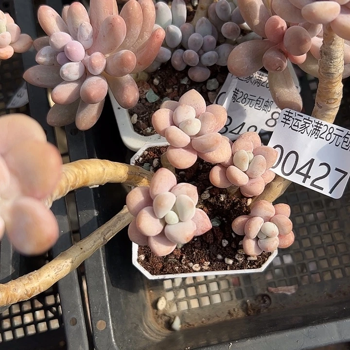 幸运儿的一个小秘密
