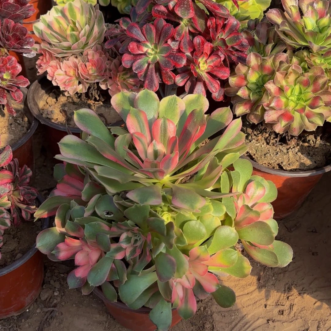 香妃木质老桩9.9法师木质