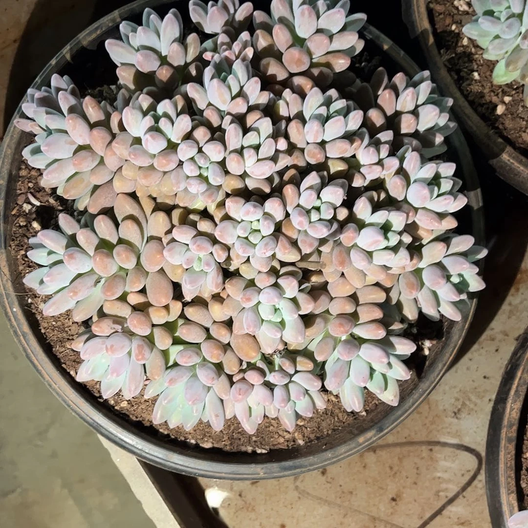 睿***睿樱桃美人系多肉植物链接