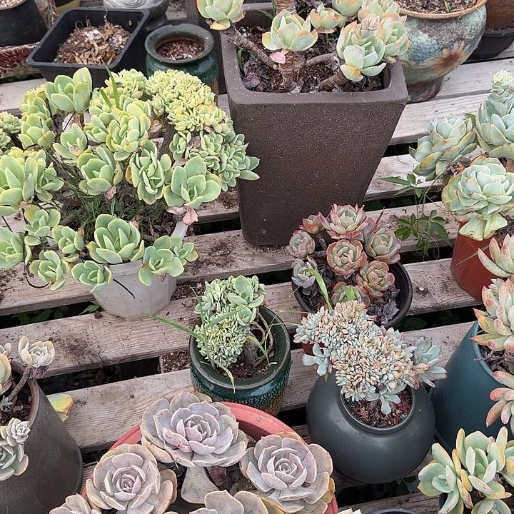 64646466464664676766764