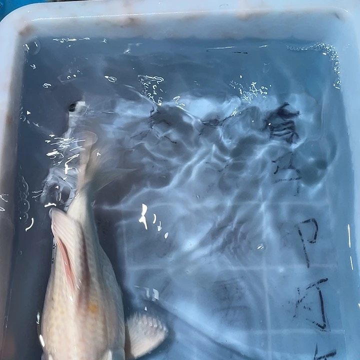 蝴蝶鲤鱼渔场直发02