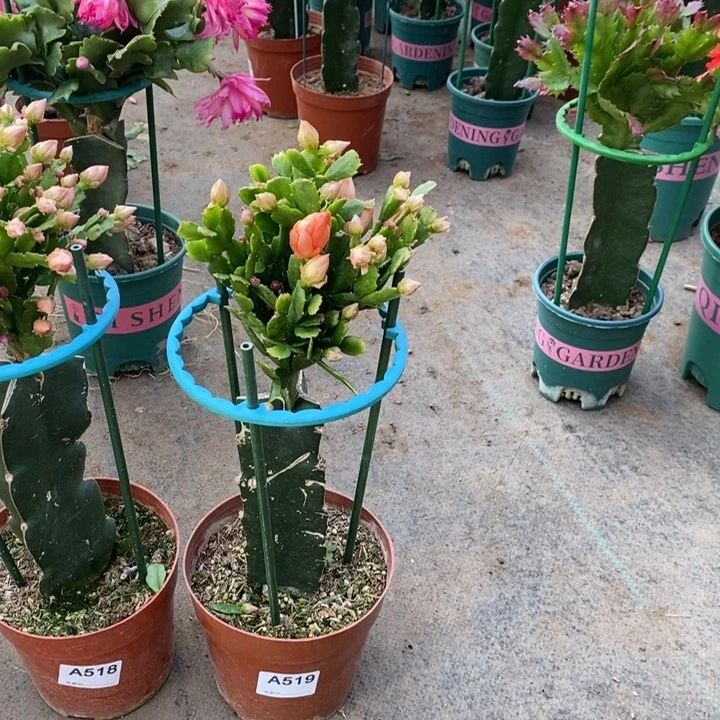 大部分花苞少量开放519嫁接028