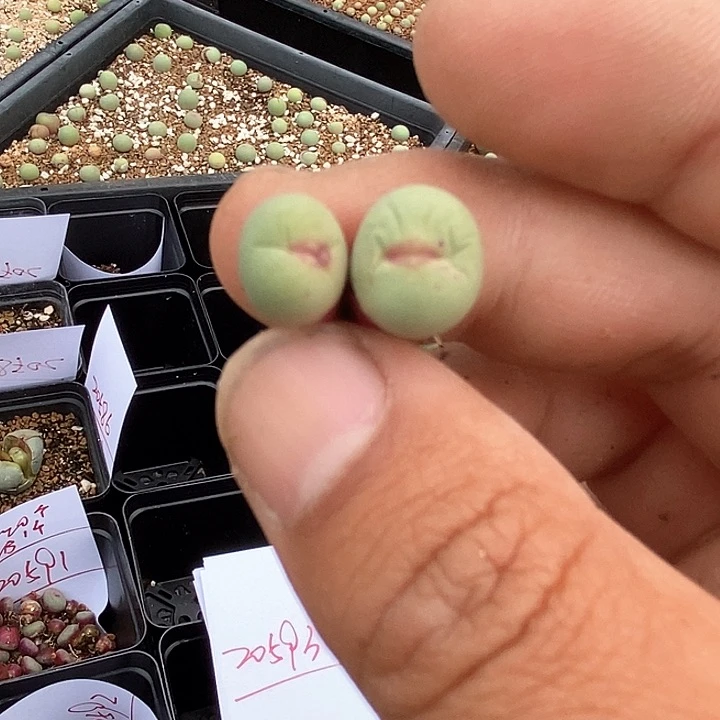 20593小红嘴一颗