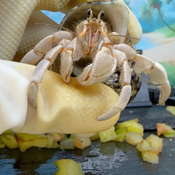 A86柔雾粉紫 灰白2.5