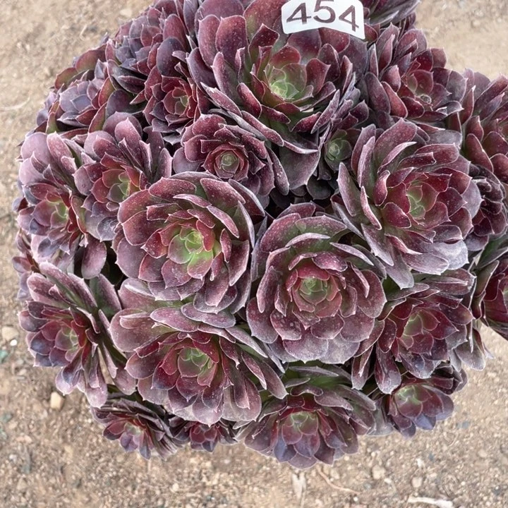 464多肉植物荷兰玫瑰