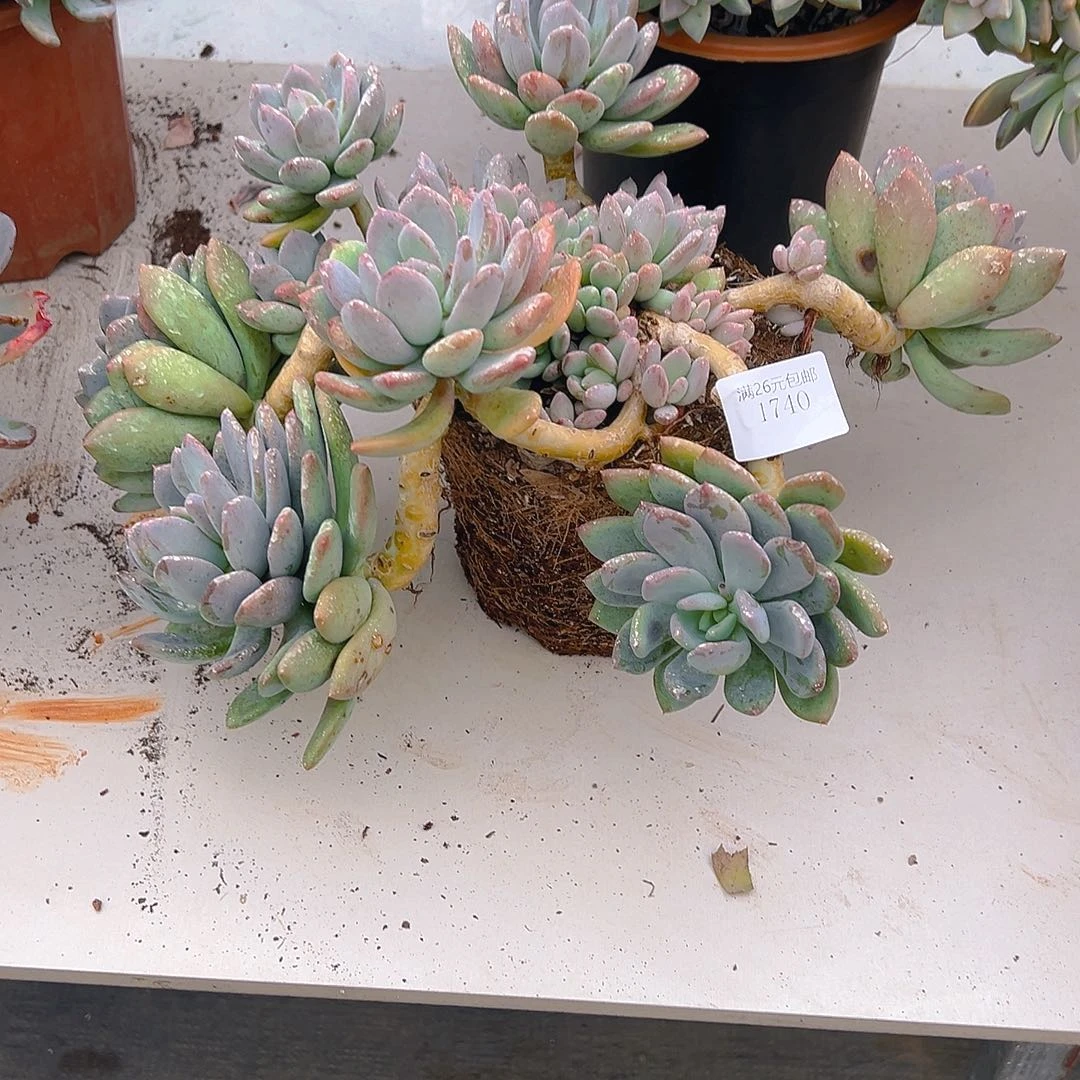 依***你1710灰姑娘多肉植物