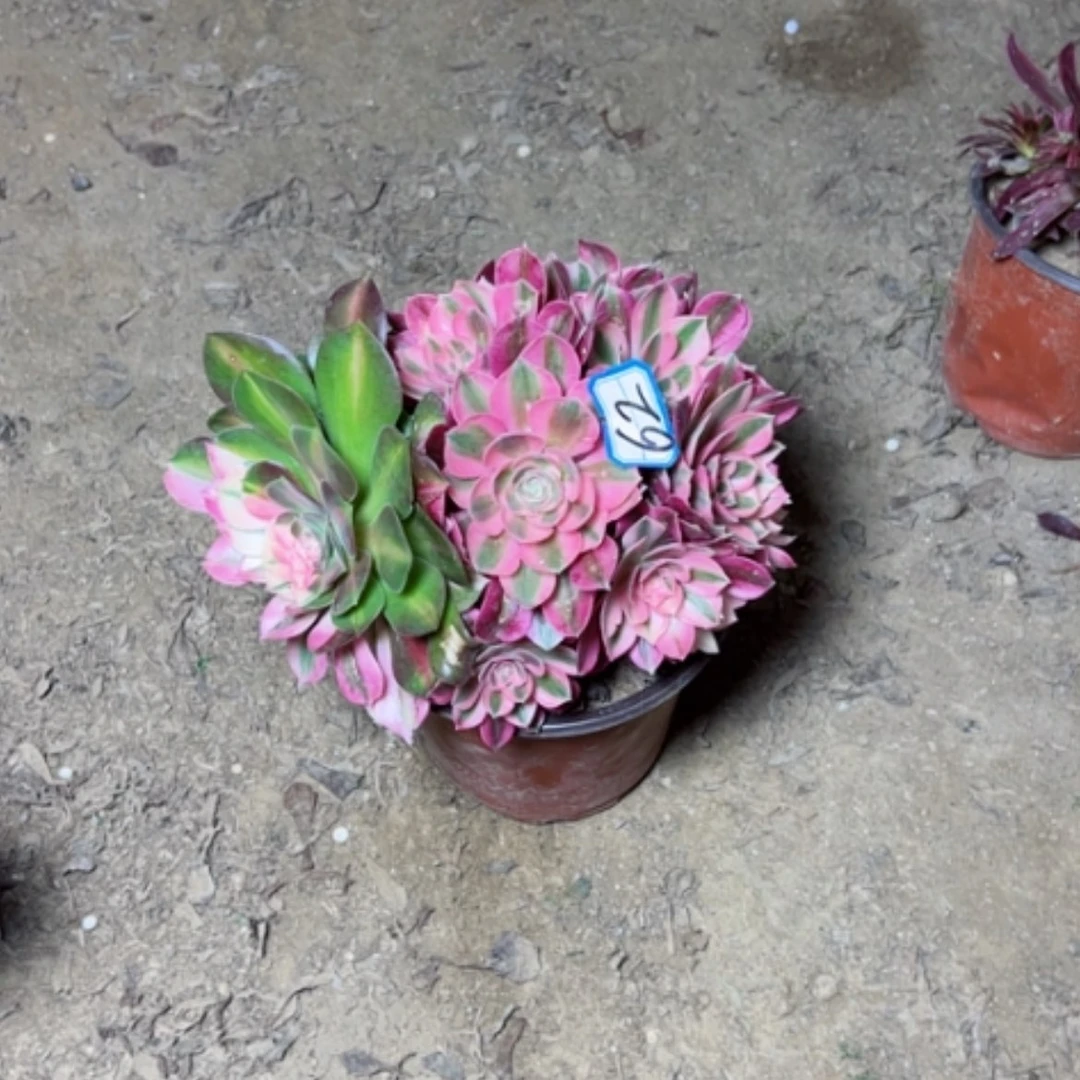 【闪购商品】多肉植物粉女巫阴阳62
