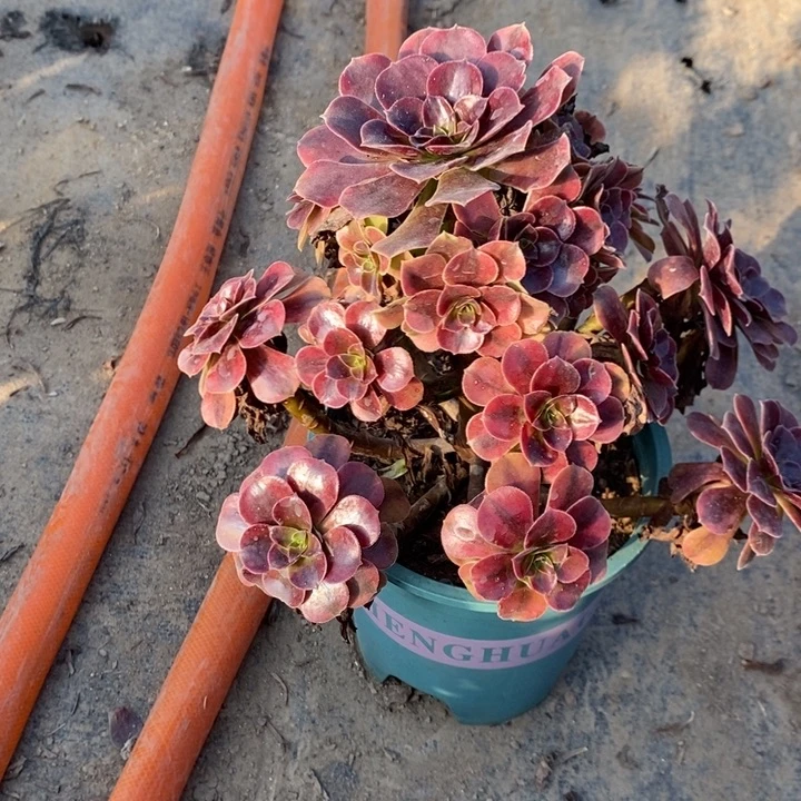 美杜莎16多肉植物法师法师法师