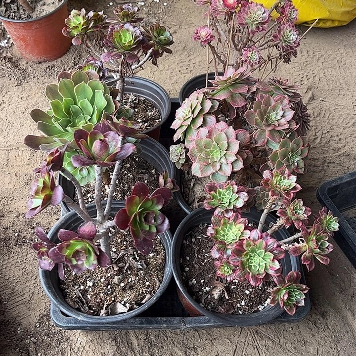 571多肉植物组合，